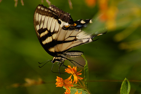  Bowman’s Hill Wildflower Preserve